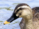 Chinese Spot-Billed Duck (WWT Slimbridge August 2010) - pic by Nigel Key